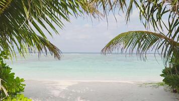 The amazing wild beach of the island of Maldives in the Indian Ocean. Azure water and palm trees. Palm shadow on the white sand video