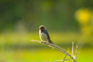 A small bird is sitting on a branch in the grass photo
