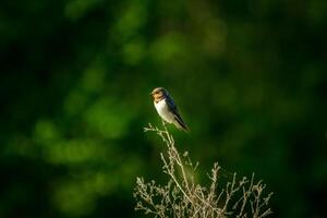 A small bird is perched on a branch photo