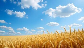 Lush Wheat Field with Bright Blue Sky and Fluffy Clouds for Agricultural Promotion photo