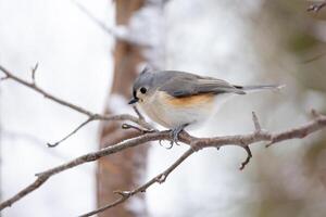 Tufted titmouse bird on branch in snow close up photo