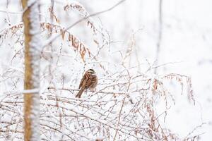 Sparrow on snowy branches in winter photo