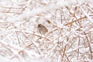 Sparrow on branches in snow photo