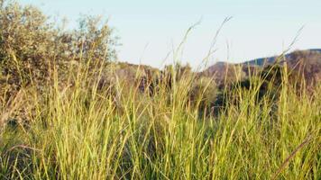 Low Grass Moves In Nature From The Light Of The Wind In Spring Push In video