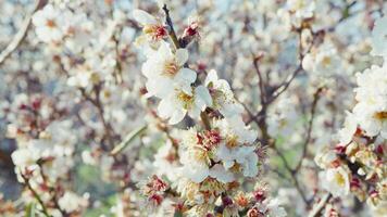 White Almond Tree Blossoms In Freshly Started Spring video