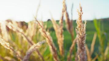 Spring With Grass Plants Illuminated By The Sun To Gently Relax video