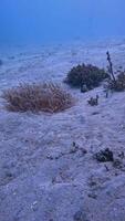 a coral reef with many different types of fish video