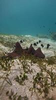 underwater view of a coral reef with fish and plants video