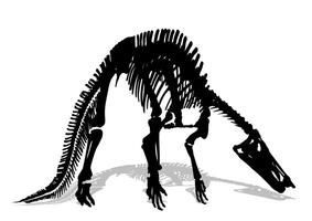 Skeleton of large carnivorous dinosaur. vector