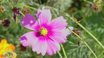 Cosmos flowers with little bees collecting nectar. video