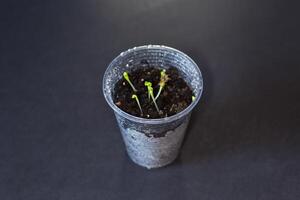 Spring seedlings. Growing plants in a container with wet soil photo