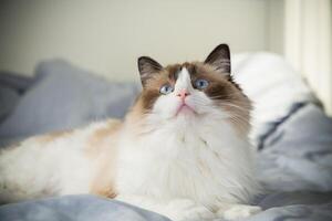 The cat looks up. Portrait of a cute domestic cat, Ragdoll breed photo