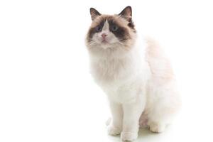 light colored domestic cat of the Ragdoll breed, isolated on white background photo
