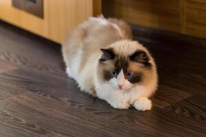 Beautiful ragdoll cat with white and brown fur, in a home environment photo