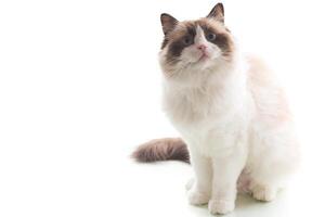 Cute Ragdoll domestic cat.Studio portrait of domestic Ragdoll cat, isolated on white background photo