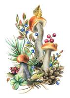 Mushrooms forest boletus with grass, blueberries, moss and cone. watercolor illustration, hand drawn. Isolated composition on a white background vector