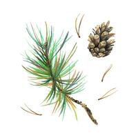 Pine branch with green needles and a cone, forest plants, autumn, summer. Watercolor illustration, hand drawn. Isolated objects on a white background. vector