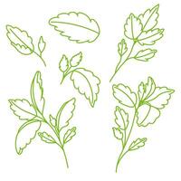 set of basil branches and leaves in doodle style. Vegetarianism. Fresh greenery image. vector