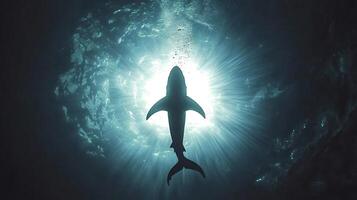 Sunlight penetrates the surface of a deep blue ocean, creating a mesmerizing spectacle as a majestic shark gracefully swims towards the light, its silhouette outlined against the bright rays photo