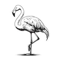 Graceful Flamingo Outline, Simple Line Art Silhouette. vector