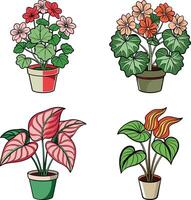 Collection of Charming Ivy Geranium Houseplant Art vector