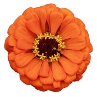 Top view of isolated orange zinnia flower cut out over white background for summer season and graphic design concept photo