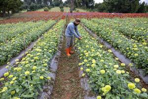 The asian farmer and florist is working in the farm while cutting zinnia flowers using secateurs for cut flower business in his farm for agriculture industry concept photo