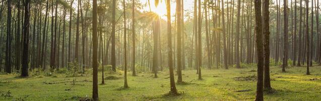 Panorama landscape sunlight ray shines through the gap of column of pine tree in forest woodland area for outdoor discovery and natural public park in the morning atmosphere photo
