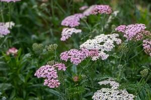 Pink and white yarrow flower in full bloom on the background for spring and summer English country cottage garden for perennial and annual plants photo