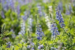 Lupine or bluebonnet flower meadow in full bloom on the background for spring and summer English country cottage garden for perennial and annual plant photo