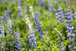 Lupine or bluebonnet wild flowers meadow in full bloom on the background for spring and summer English country cottage garden for perennial and annual plant photo