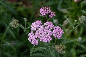 Pink yarrow flowers in full bloom on the background for spring and summer English country cottage garden for perennial and annual plants photo
