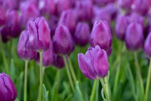Purple tulip in full bloom in the field for spring and summer English country cottage garden for perennial and annual plants photo