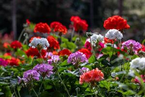 Pelargonium of geranium in full bloom on the background for spring and summer English country cottage garden for perennial and annual plants photo