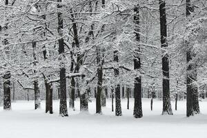 The heavy snowfall in a wild park, winter fairy tale in the forest, snow-covered tree branches, large flakes of snow are slowly falling, nobody, snow storm, blizzard photo