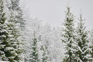 The heavy snowfall in a wild park, winter fairy tale in the forest, snow-covered tree branches, large flakes of snow are slowly falling, nobody, snow storm, blizzard photo