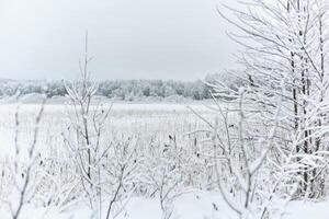 The heavy snowfall in a wild park, winter fairy tale in the forest, snow-covered tree branches, large flakes of snow are slowly falling, nobody, snow storm, blizzard photo