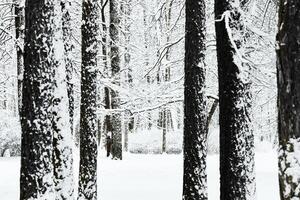 The heavy snowfall in a wild park, winter fairy tale in the forest, snow-covered tree branches, large flakes of snow are slowly falling, nobody, snow storm, blizzard photo