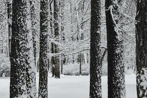 The heavy snowfall in a wild park, winter fairy tale in the forest, snow-covered tree branches, large flakes of snow are slowly falling, nobody, snow storm, blizzard photo