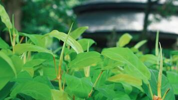A close-up view of vibrant green leaves in a lush garden, with a blurred background of a traditional structure, creating a serene and natural atmosphere video