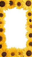 A Vertical frame formed from a bunch of sunflower photo