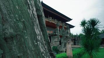 A close-up view of a textured tree trunk in the foreground, with a traditional Asian building in the background surrounded by lush greenery and palm plants video