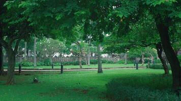 Lush Green Park Scene with Trees and Pathway video