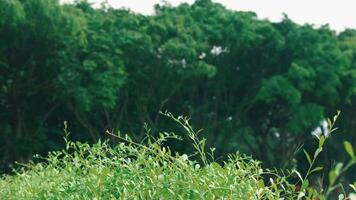 A lush green landscape featuring vibrant foliage in the foreground with a blurred background of dense trees. The scene conveys a sense of tranquility and nature video