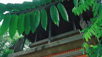 A close-up view of a traditional building partially obscured by lush green leaves. The structure features intricate carvings and a sloped roof, surrounded by nature video