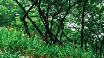 A lush green landscape featuring dense trees and vibrant foliage. The foreground showcases tall green plants with orange flowers, while the background is filled with a variety of trees video