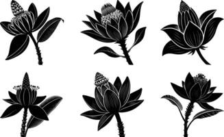 Banana Blossom Silhouette Art vector