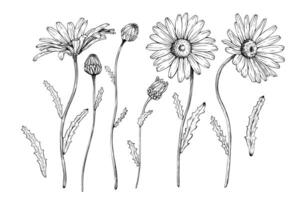 A set of wild flowering plant daisy blooms, buds and leaves. Sketch painted by black inks. Black line on white isolated background. For clip art, greeting card, package, package vector