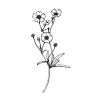 Wild flower buttercup branch. Hand drawn illustration. Botanical contour drawing. Sketch in black line on white isolated background. For clip art, cards, package vector