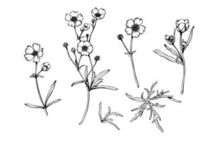 Set of wild flower buttercup blooms and leaves. Hand drawn illustration. Botanical contour drawing. Sketch in black line on white isolated background. For clip art, cards, package vector